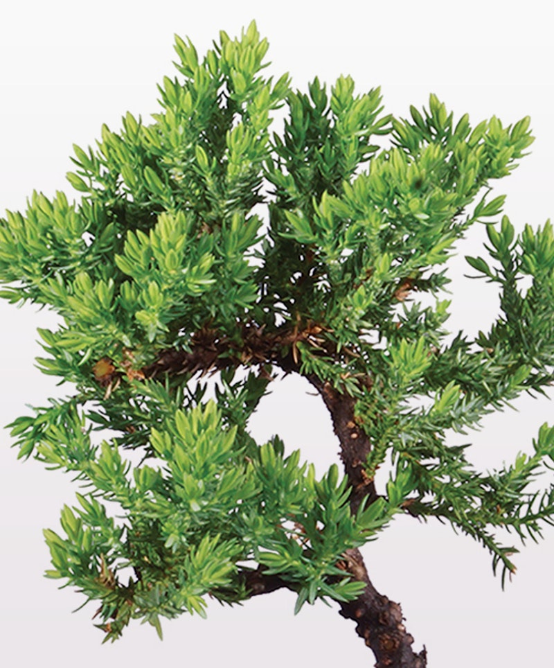 Lush green bonsai tree with dense foliage and a twisted trunk against a white background, showcasing intricate details of the miniature tree's leaves and bark.