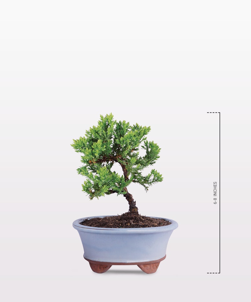 A well-manicured bonsai tree with lush green leaves stands in a blue ceramic pot against a clean white background, with a size chart on the right side.