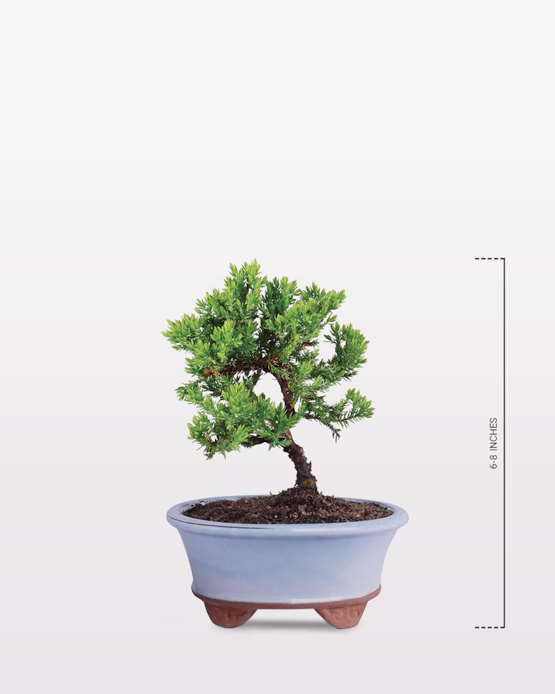 A well-manicured bonsai tree with lush green leaves stands in a blue ceramic pot against a clean white background, with a size chart on the right side.