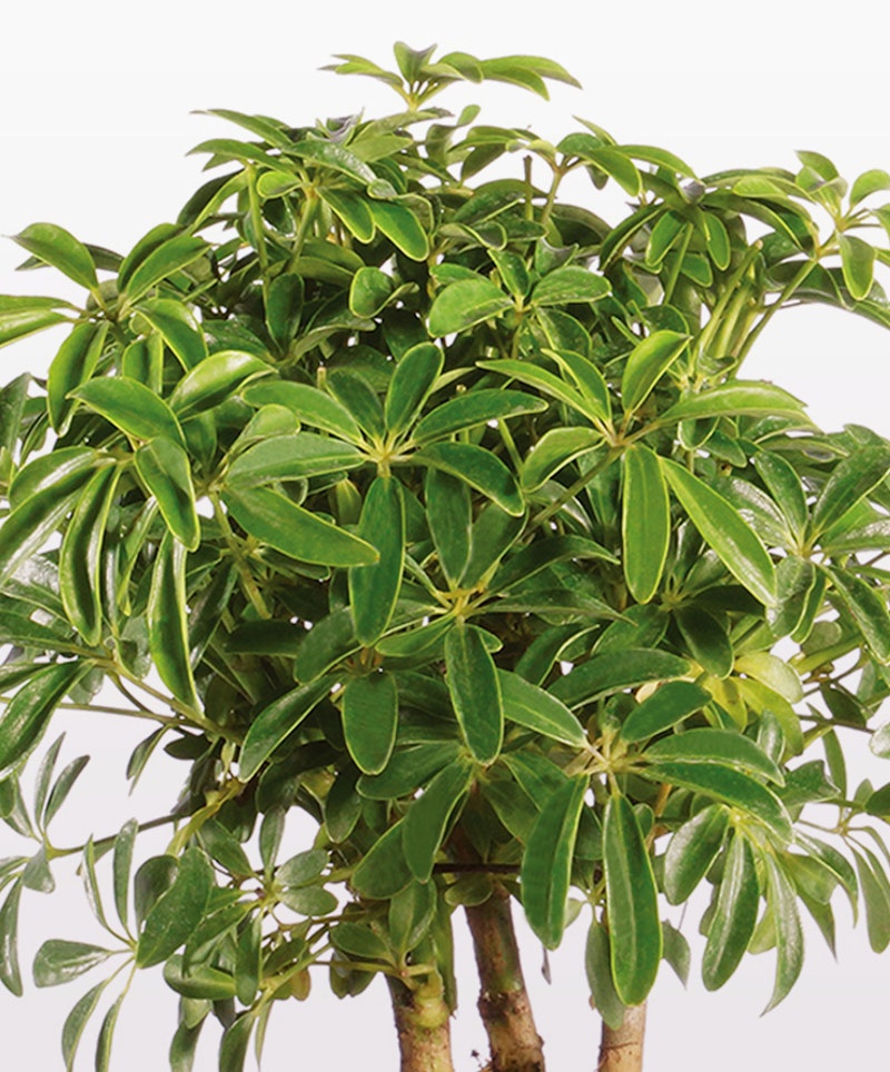 Lush green Schefflera plant with glossy, umbrella-like leaves, isolated on a white background, illustrating a healthy indoor potted ornamental houseplant.