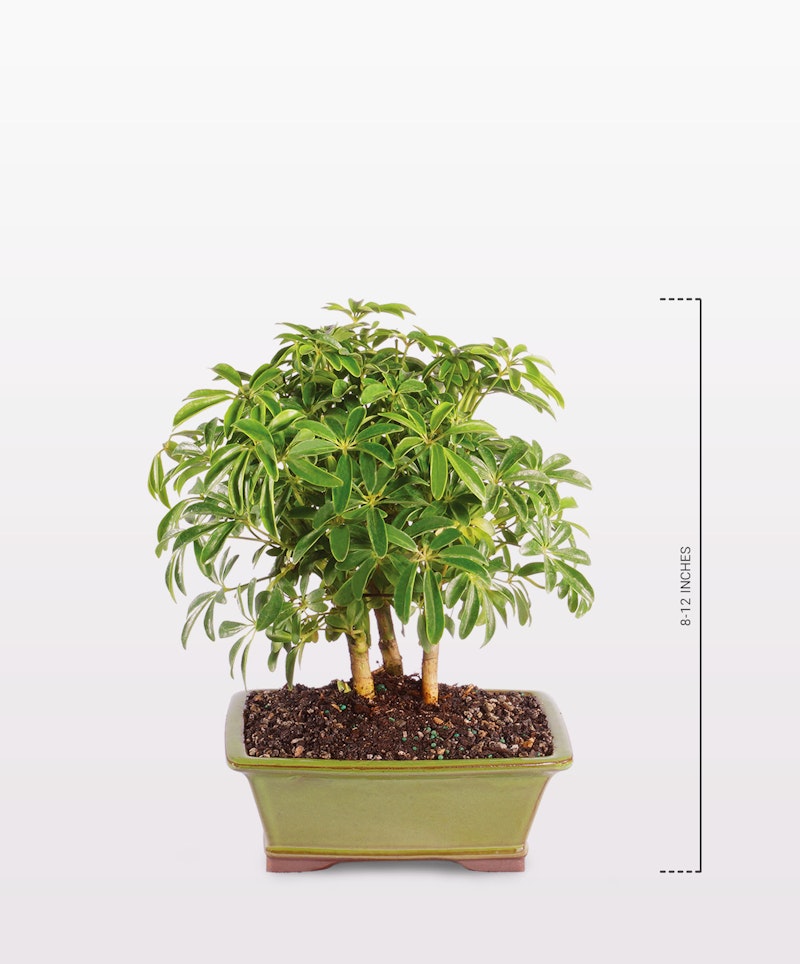 Lush green bonsai tree with multiple trunks in a beige rectangular pot, isolated on a white background with a height measurement scale on the right side.