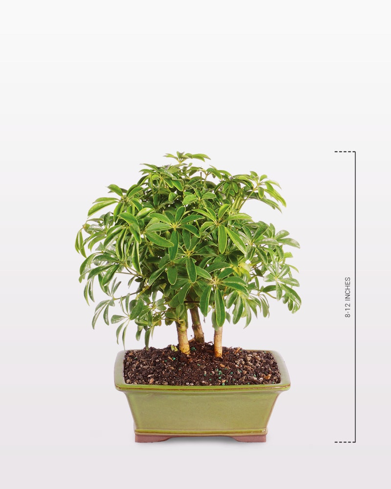 Lush green bonsai tree with multiple trunks in a beige rectangular pot, isolated on a white background with a height measurement scale on the right side.