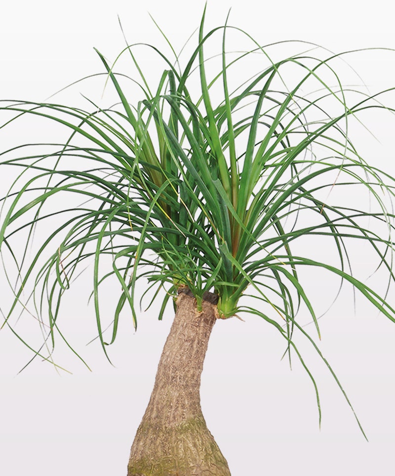 Lush ponytail palm plant with a thick, brown, bulbous trunk and long, green, cascading leaves against a pale background, resembling a tropical environment.