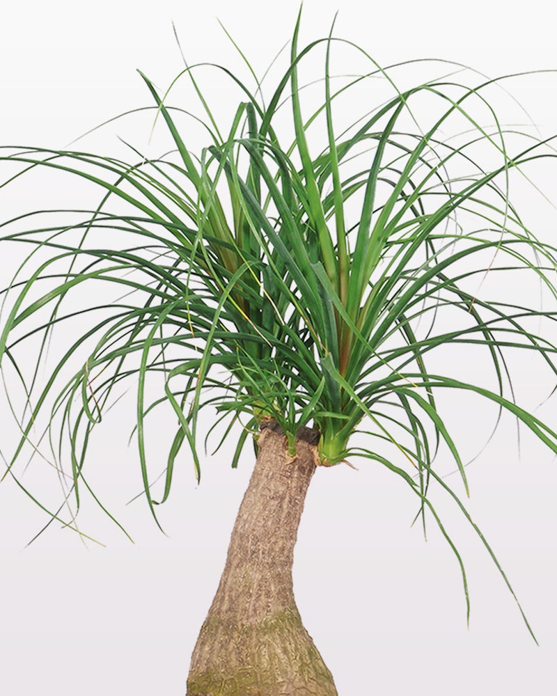 Lush ponytail palm plant with a thick, brown, bulbous trunk and long, green, cascading leaves against a pale background, resembling a tropical environment.