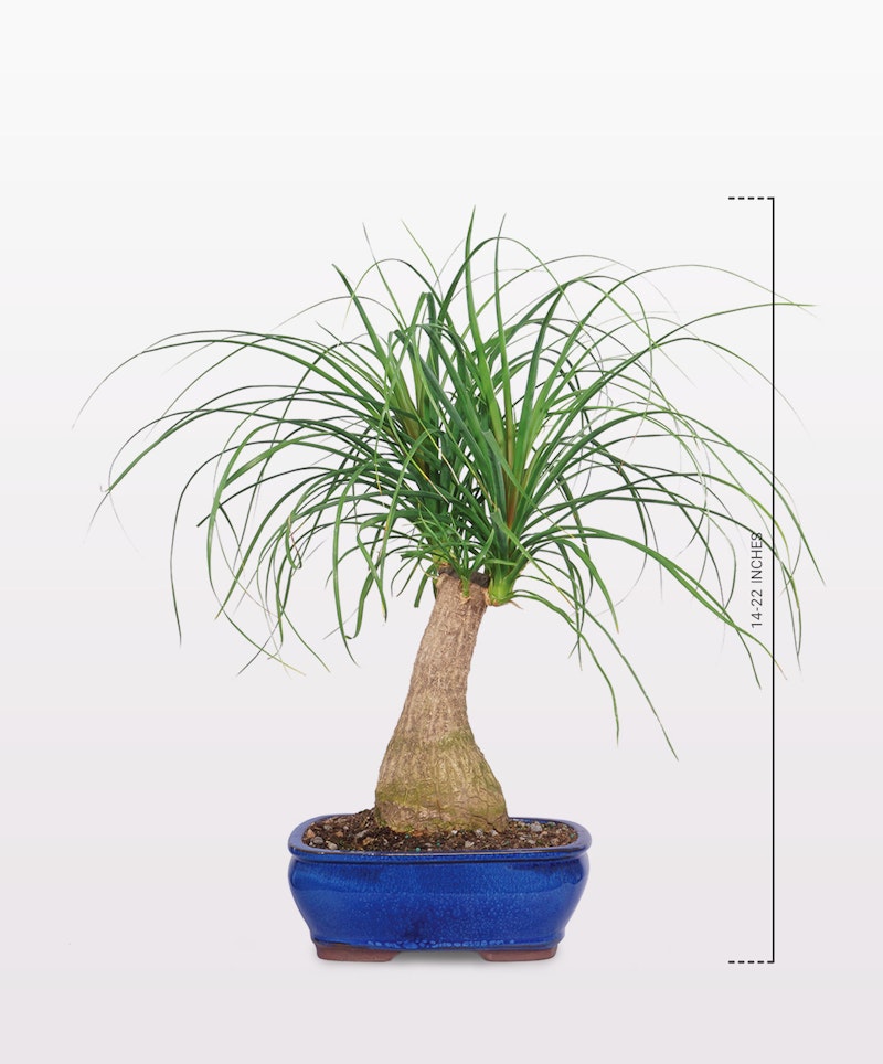 Vibrant green ponytail palm bonsai tree in a glossy blue oval pot against a clean white background, showcasing its unique bulbous trunk and lush, grass-like leaves.