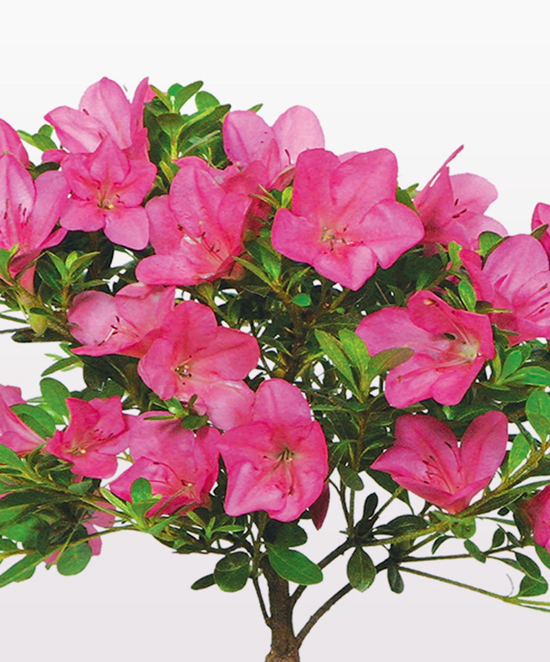 Vibrant pink azalea blooms with lush green foliage against a white background, showcasing the natural beauty of spring flowers in full blossom.