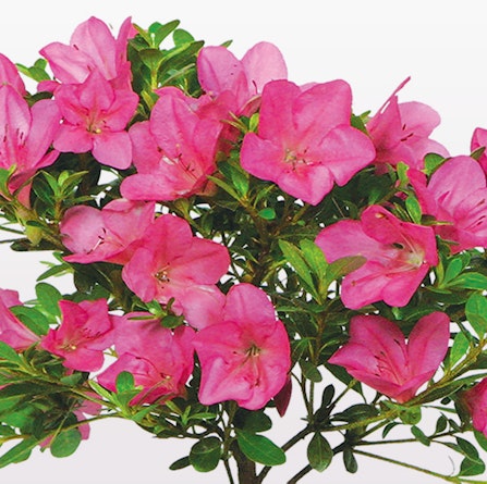 Vibrant pink azalea blooms nestled among lush green leaves, showcasing natural beauty.