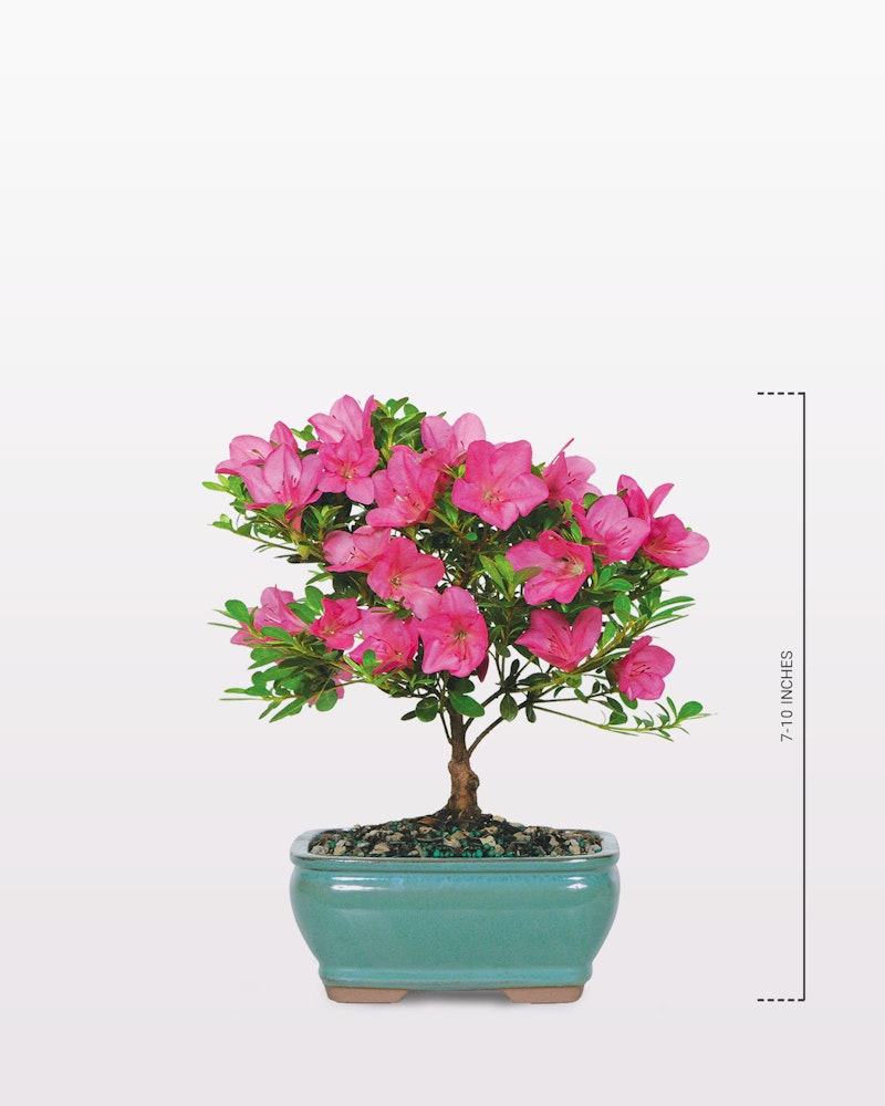 Vibrant pink azalea bonsai tree in a turquoise pot displayed against a white background, measuring approximately 29 inches in height as indicated by the ruler.