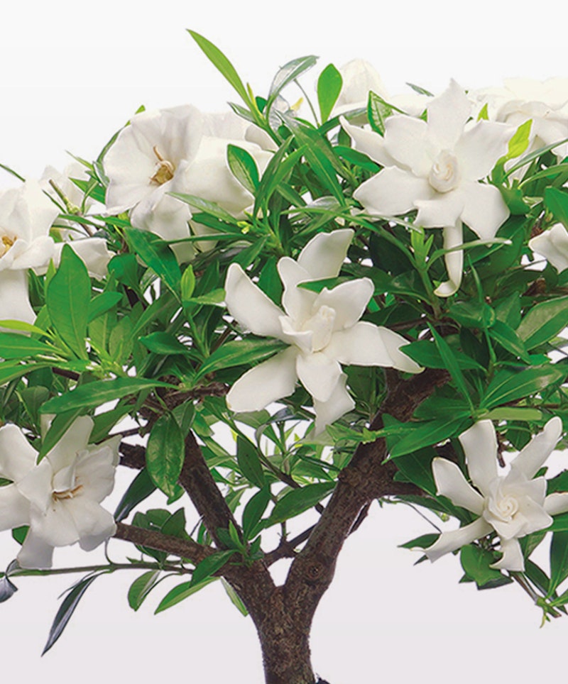A lush gardenia plant with vibrant green leaves and full, fragrant white flowers in bloom, isolated on a white background, showcasing the natural beauty of the blossoms.