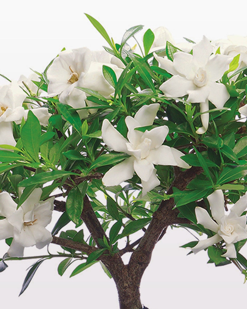 A lush gardenia plant with vibrant green leaves and full, fragrant white flowers in bloom, isolated on a white background, showcasing the natural beauty of the blossoms.