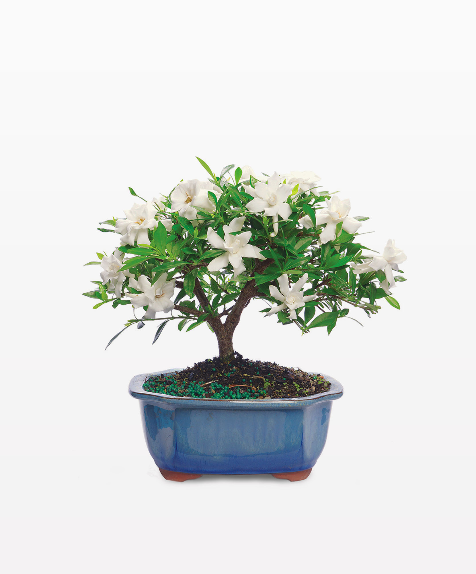 Sympathy Flowers | Sympathy Bouquets | Flower Delivery