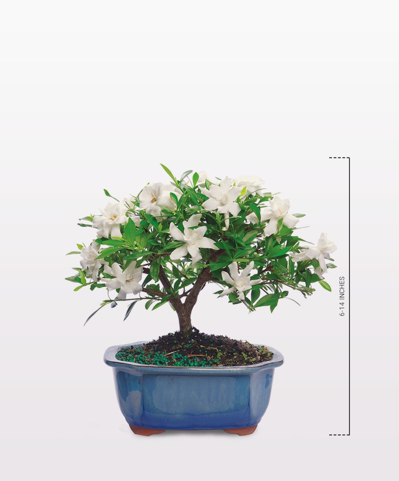 A flourishing bonsai tree with white blossoms in a blue ceramic pot, presented against a clean white background to highlight the plant's natural beauty and detail.