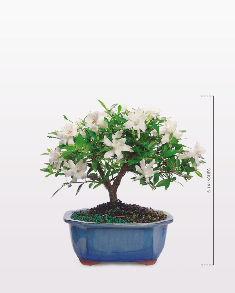 A flourishing bonsai tree with white blossoms in a blue ceramic pot, presented against a clean white background to highlight the plant's natural beauty and detail.