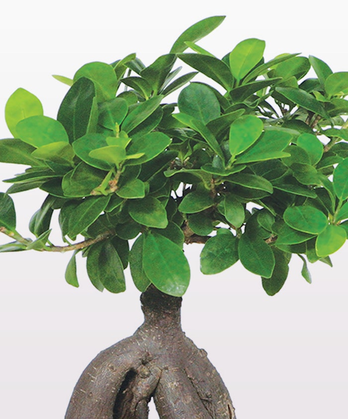 A lush green bonsai tree with vibrant leaves, showcasing intricate roots and gentle elegance.