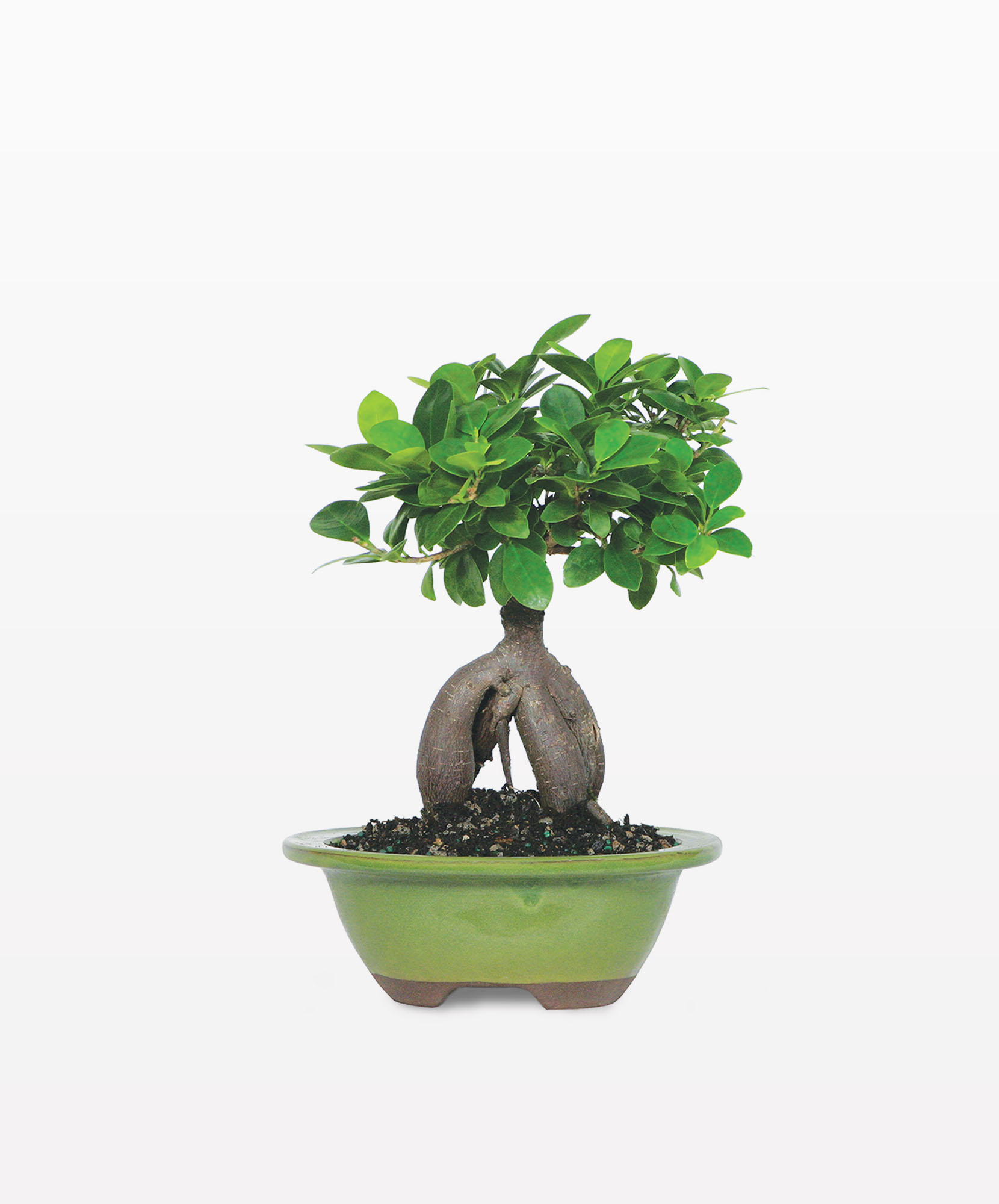 Ginseng Grafted Ficus Plant Delivery BloomsyBox