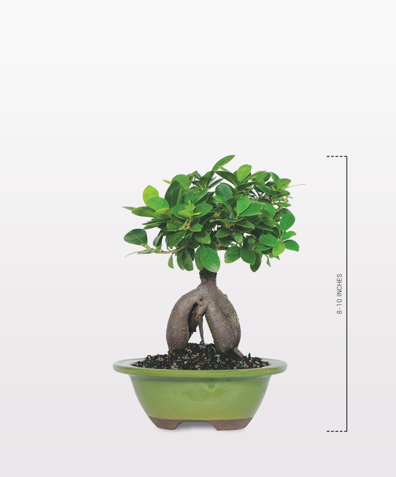 Lush green bonsai tree with a thick, intertwined trunk displayed in a green shallow pot against a neutral background, with a scale indicating its size.