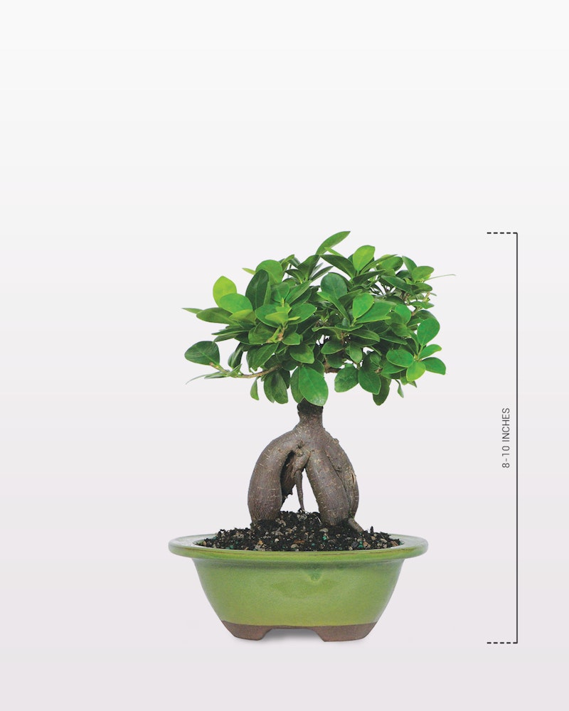 Lush green bonsai tree with a thick, intertwined trunk displayed in a green shallow pot against a neutral background, with a scale indicating its size.