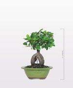 masakuni bonsai tools Basic Bonsai Tool Kit main image 1