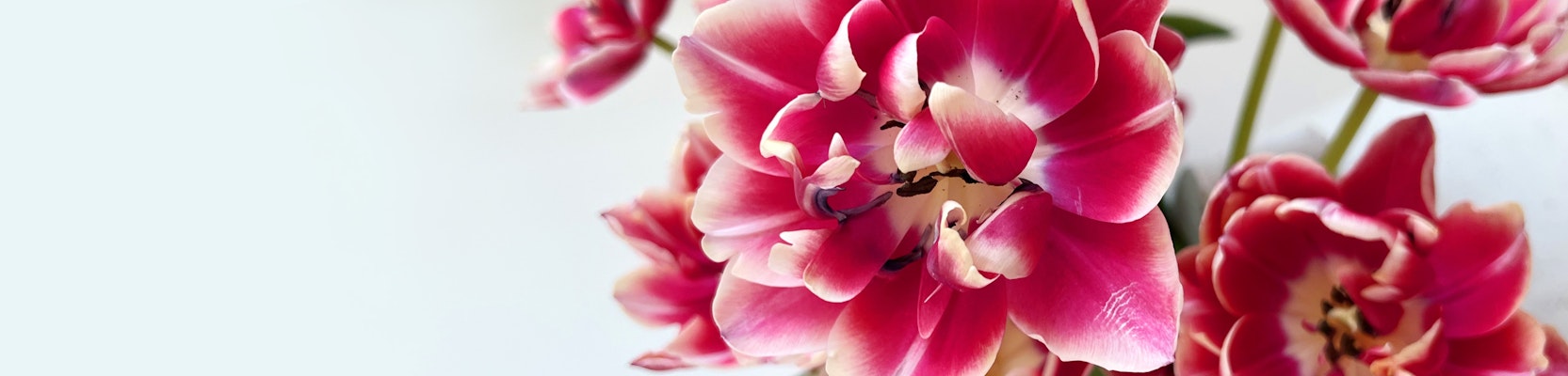 Vibrant pink tulips with delicate white edges, elegantly arranged for a fresh floral display.
