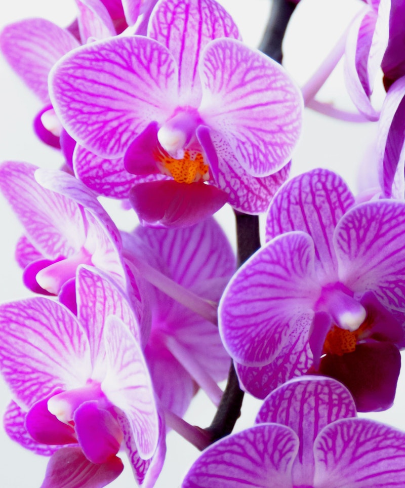 Vibrant pink and white orchids with delicate patterns, focused on their intricate details, set against a clean white background, showcasing the beauty of these exotic flowers.