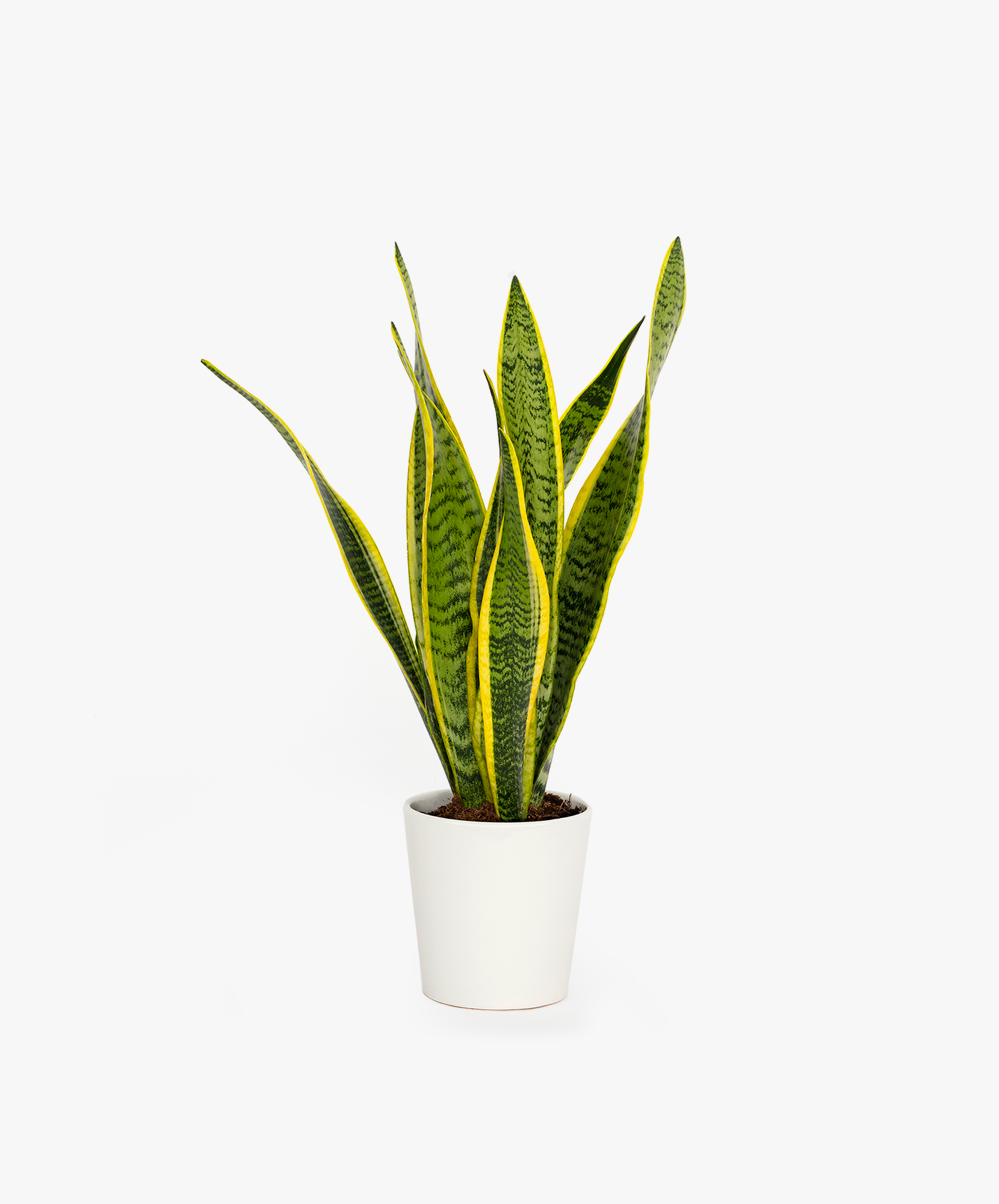 Lush snake plant with vibrant green and yellow leaves in a modern white pot.
