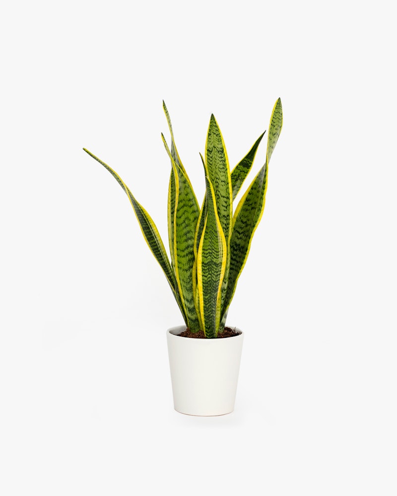 A vibrant Sansevieria trifasciata, or Snake Plant, with yellow and green patterned leaves, standing in a simple white pot isolated against a white background.