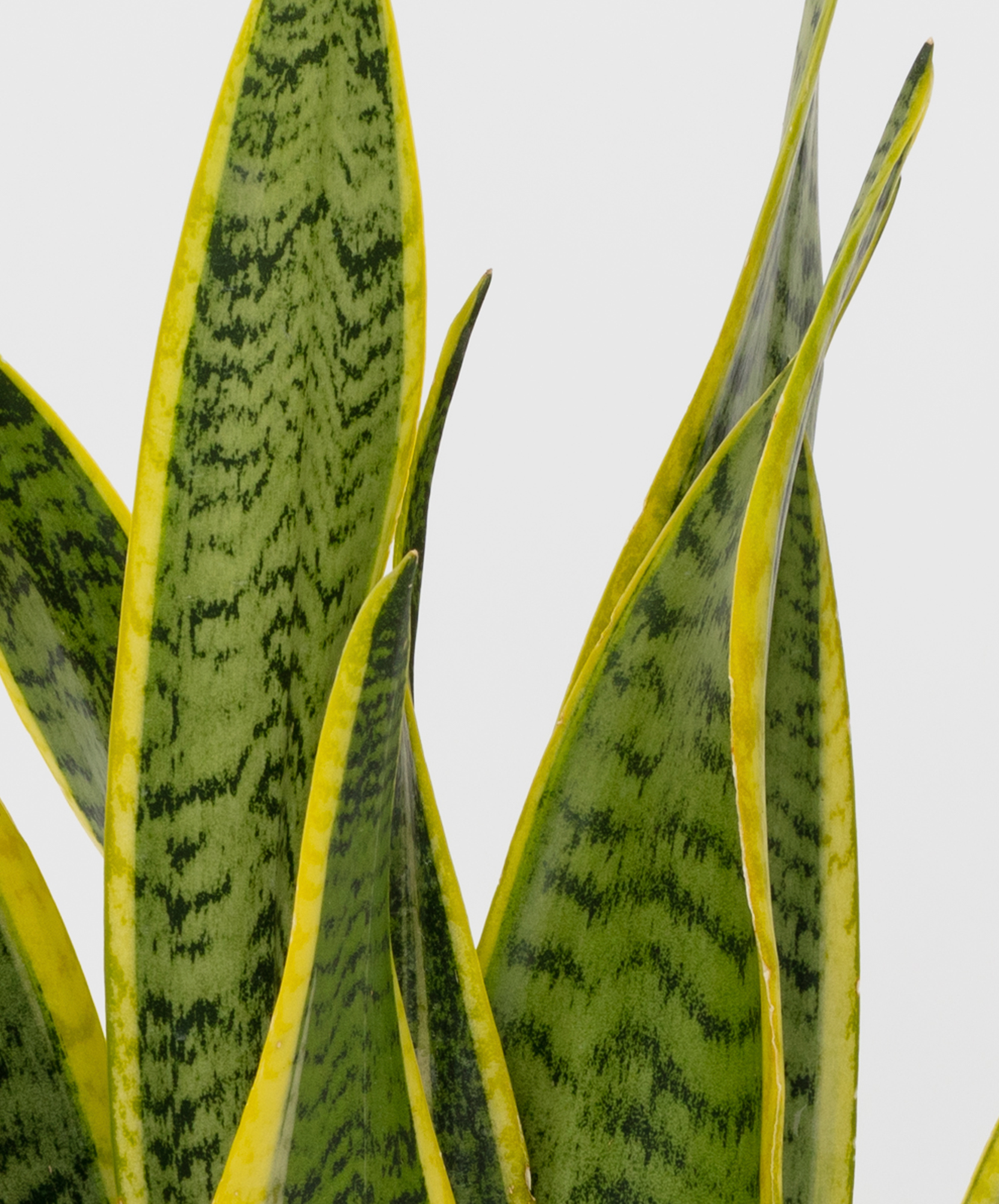 Rio Sansevieria Plant | BloomsyBox