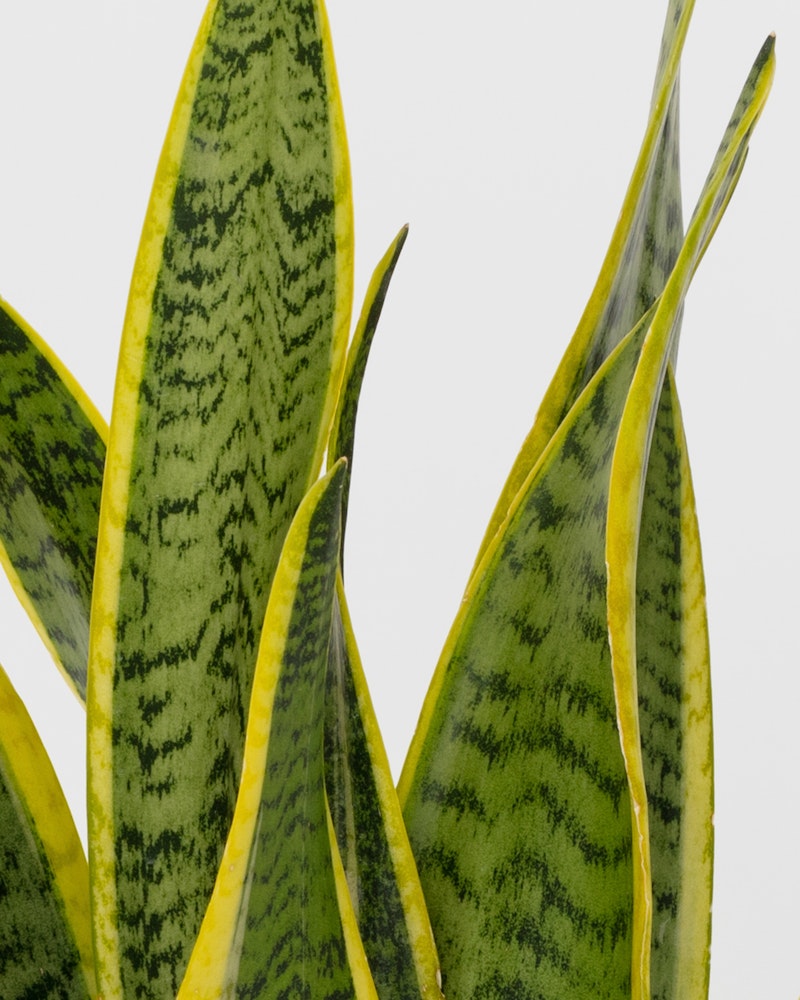 Green and yellow snake plant leaves with characteristic horizontal striations, standing tall against a clean white background.