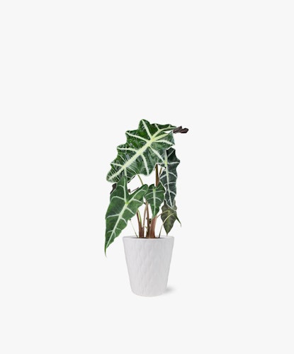 Elegant green Alocasia plant in a textured white pot, enhancing indoor decor beautifully.