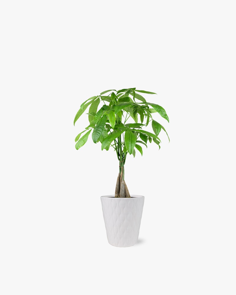 Healthy green potted plant with lush leaves standing in a white textured flowerpot against an isolated white background, perfect for a clean interior design accent.