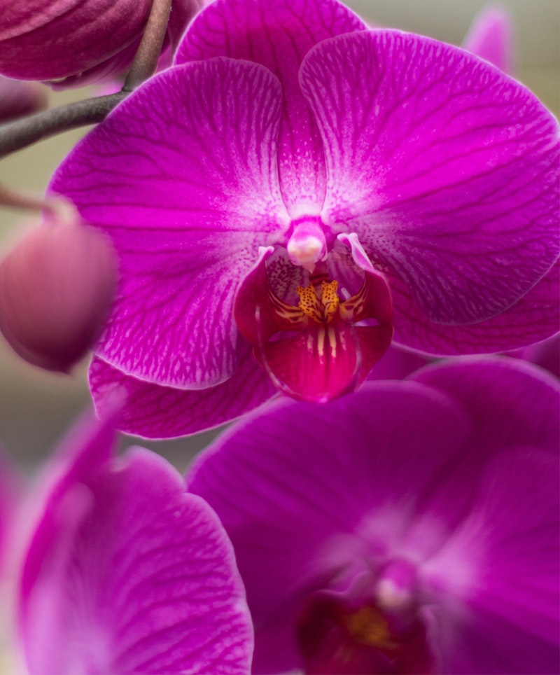 Close-up of vibrant purple orchids with intricate patterns on petals, showcasing the orchids' delicate structure and the striking color contrast of its central part.