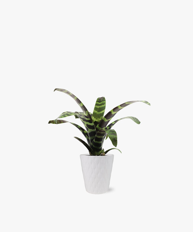Vibrant zebra plant with distinctive striped foliage in a white textured pot isolated on a clean white background, suitable for modern interior decor.