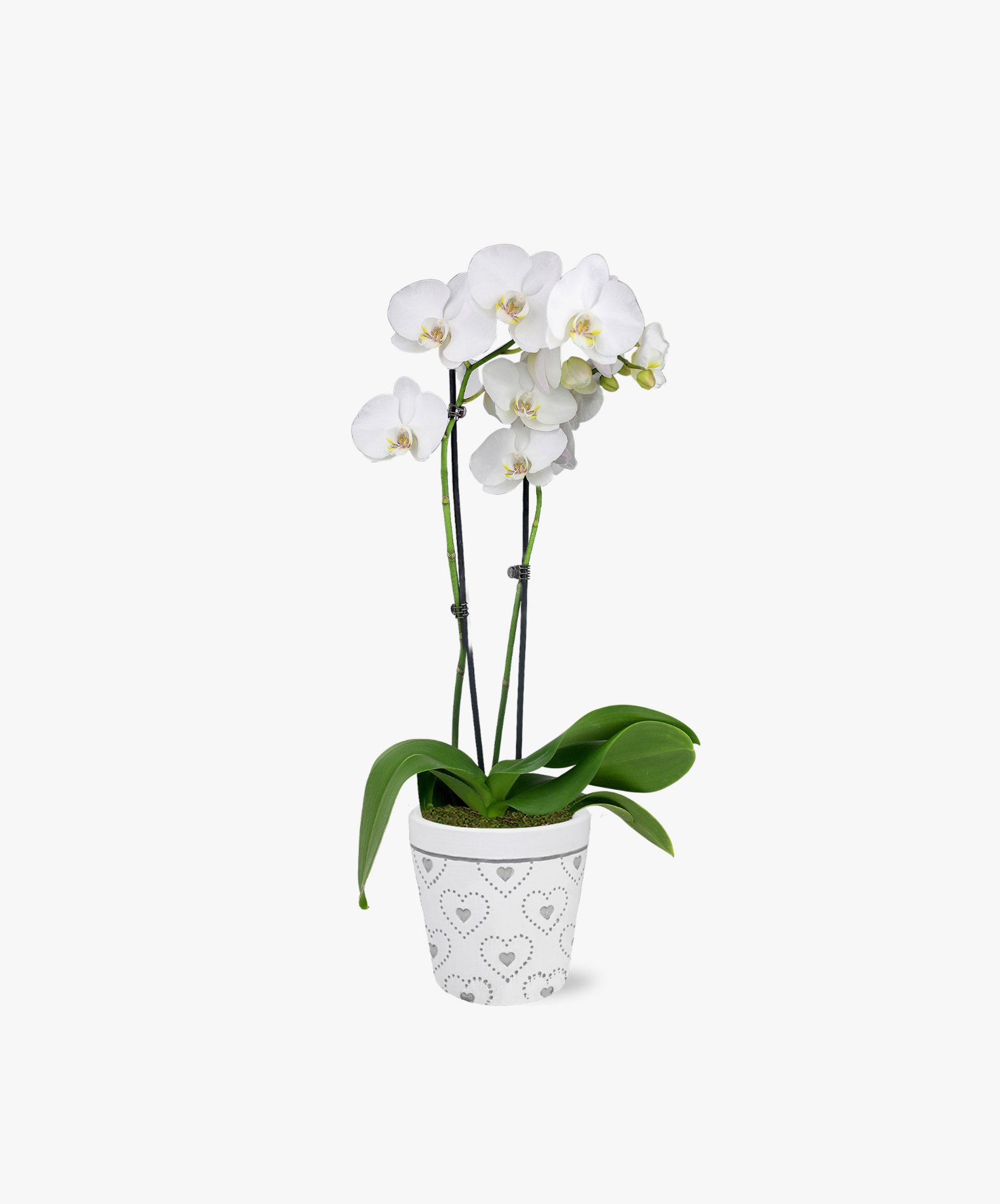 Elegant white orchid in a heart-patterned pot, perfect for home decor or special gifts.