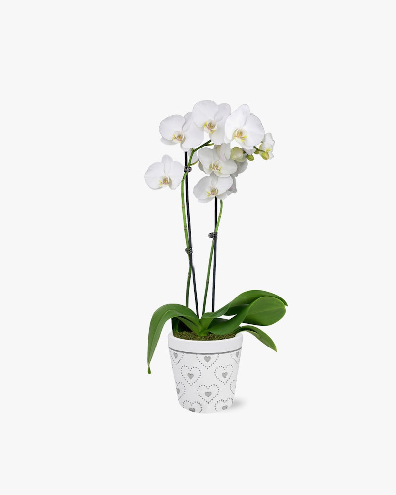 Elegant white orchid with multiple blooms in a decorative pot with a heart pattern, isolated on a white background, with lush green leaves and slender stems.