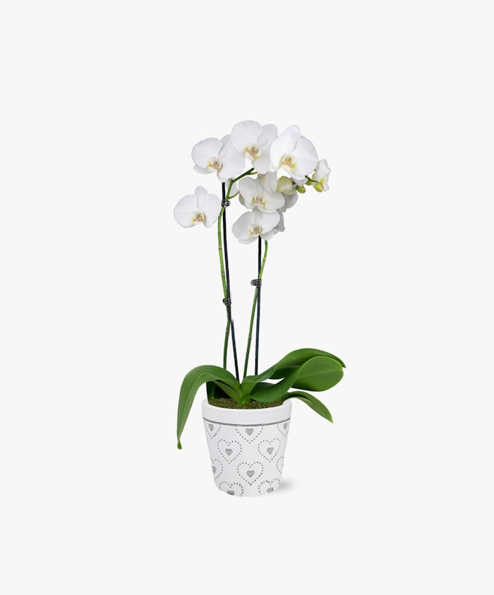 Elegant white orchid in a heart-patterned pot, perfect for home decor or special gifts.