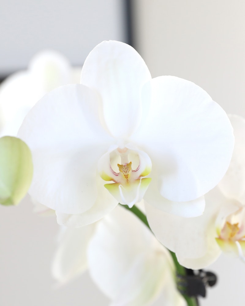 Close-up of a delicate white orchid with a soft-focus background, highlighting the intricate details of the flower's petal structure and vibrant center.