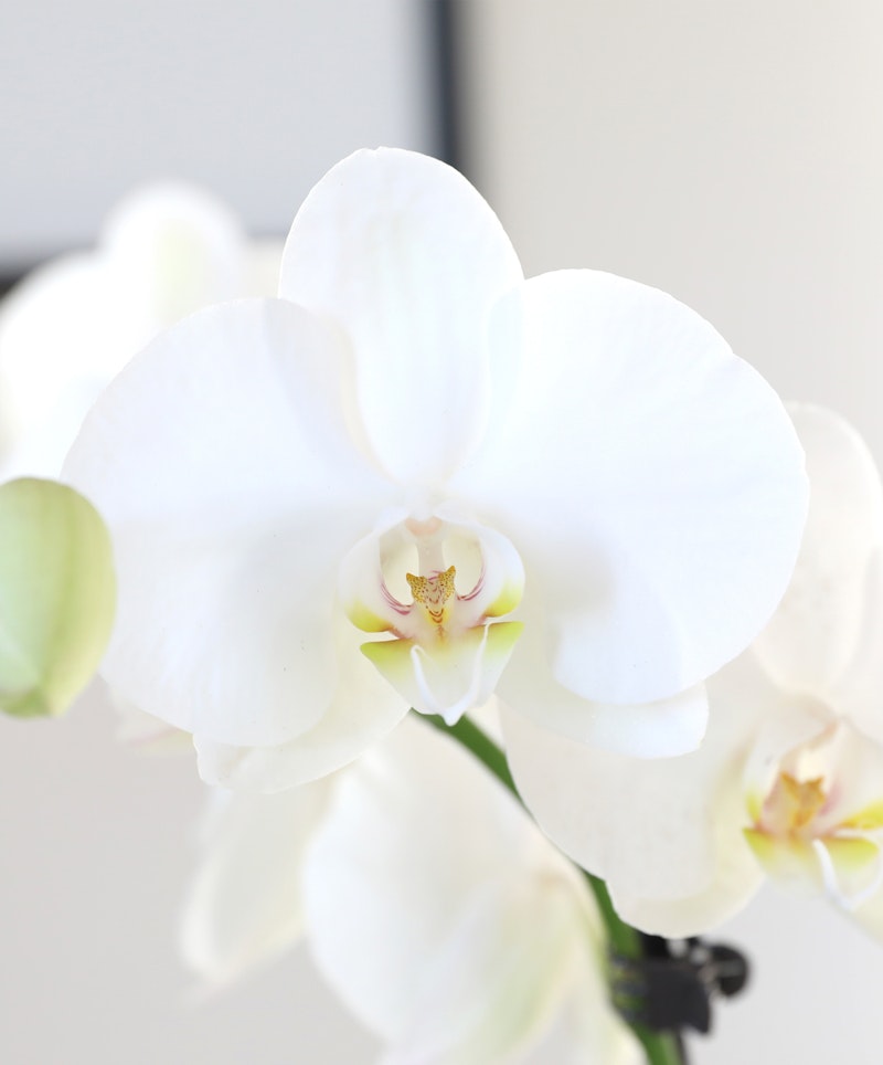 Close-up of a delicate white orchid with a soft focus background, highlighting the intricate details and subtle color gradients on the petals.