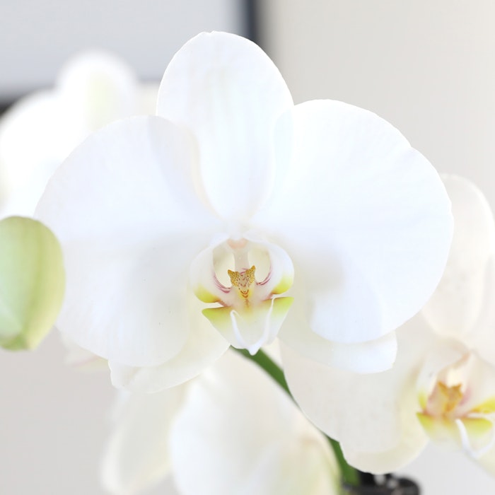 Close-up of a delicate white orchid with a soft focus background, highlighting the intricate details and subtle color gradients on the petals.