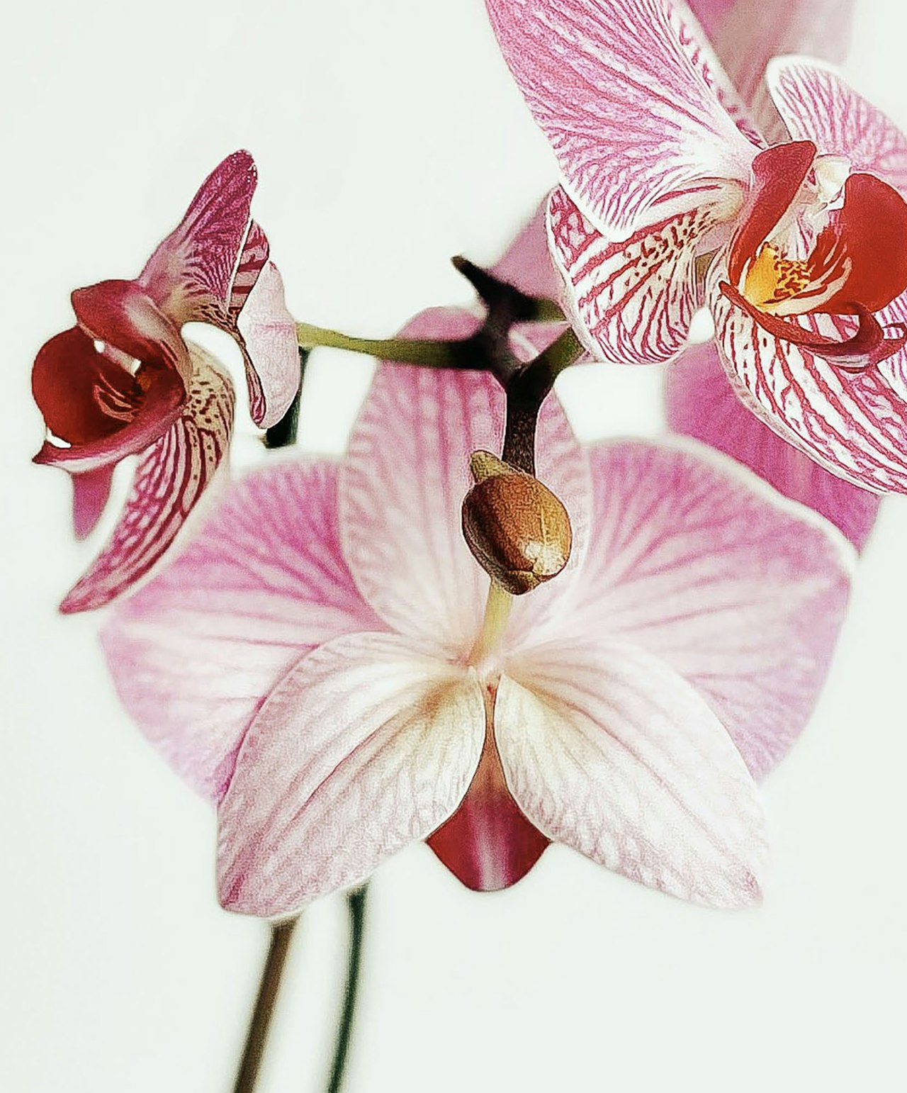 Delicate pink orchids with intricate patterns, showcasing nature's elegance and beauty.