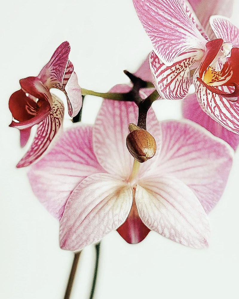 Close-up of vibrant pink and white striped orchid flowers with a prominent red center, against a soft white background, showcasing intricate floral details.