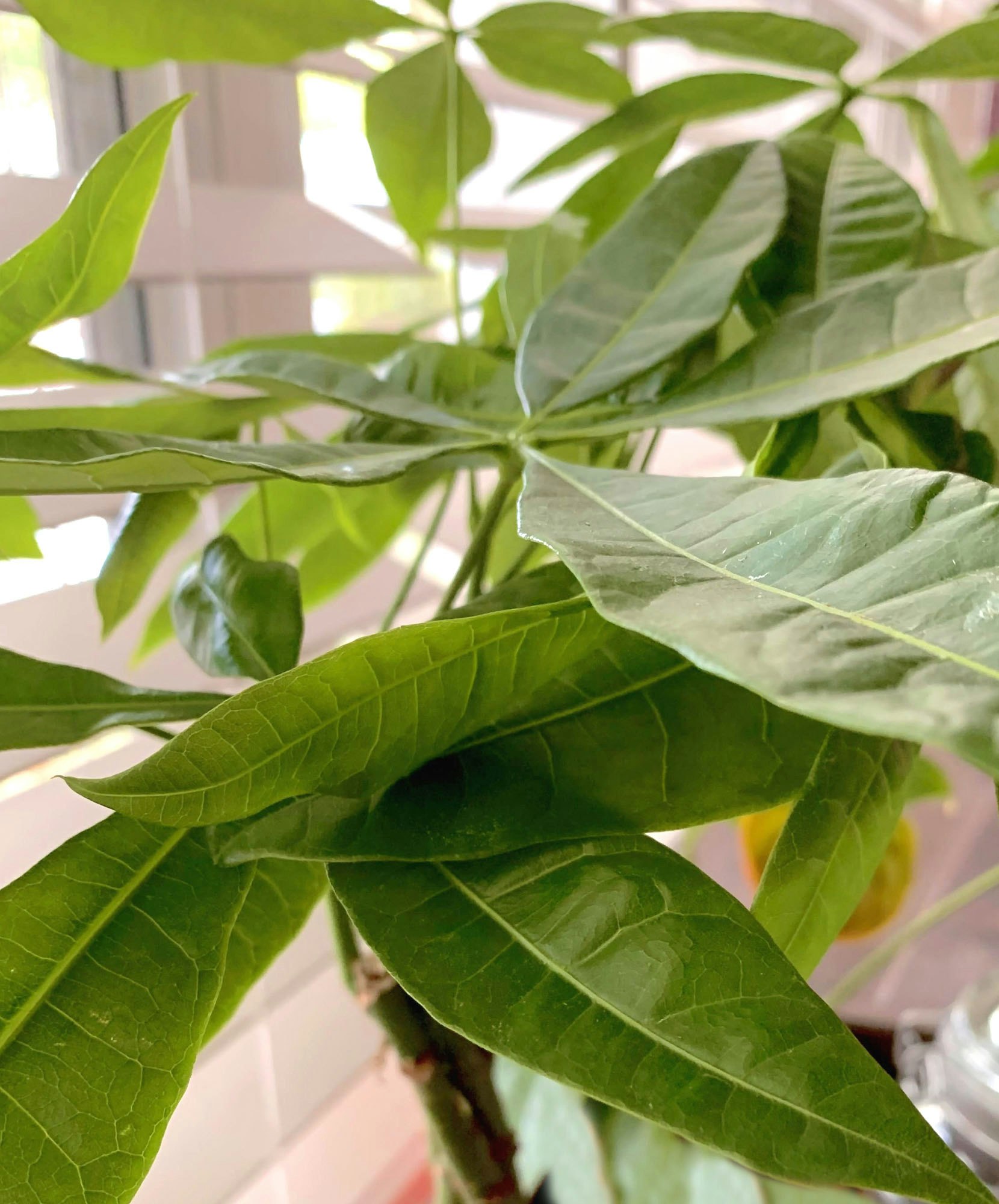 Singapore Money Tree Online Delivery