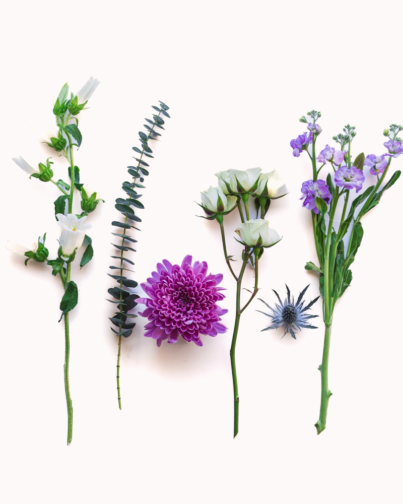 Assorted flowers arranged in a row on a white background, including white snapdragons, eucalyptus, purple chrysanthemum, cream roses, and blue nigella.