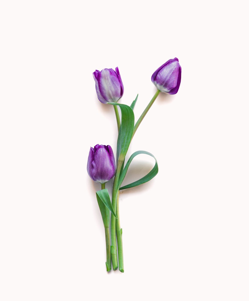 Three purple tulips with green leaves and stems arranged creatively on a white background forming a subtle loop with their stems.