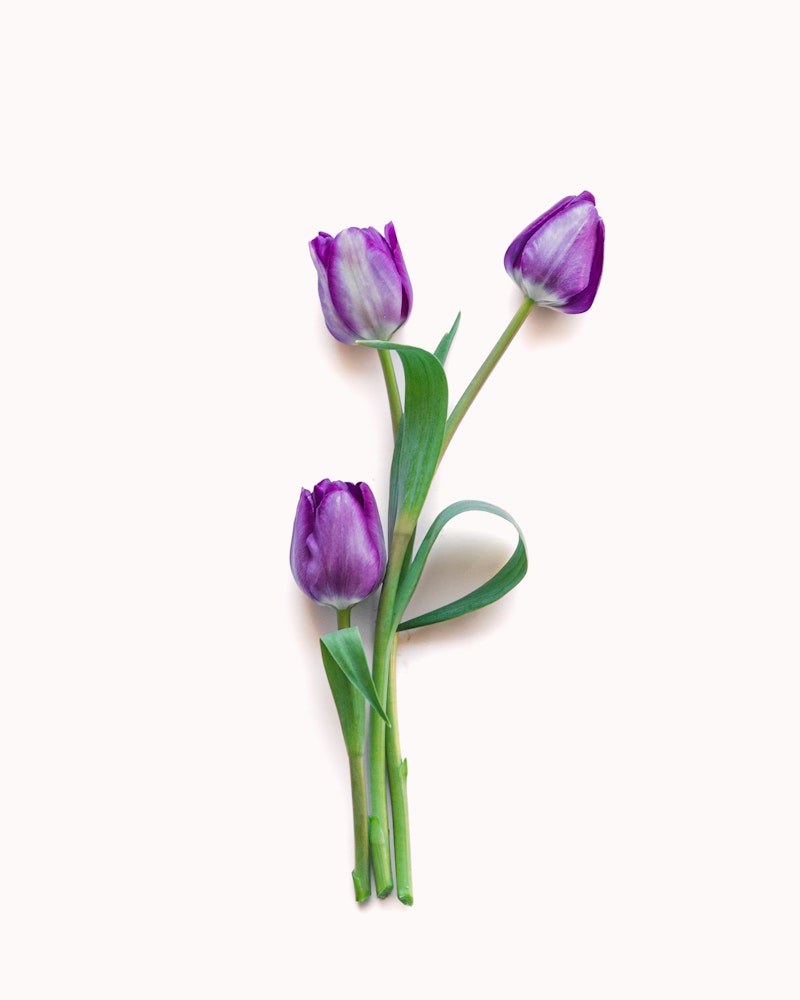 Three purple tulips with green leaves and stems arranged creatively on a white background forming a subtle loop with their stems.