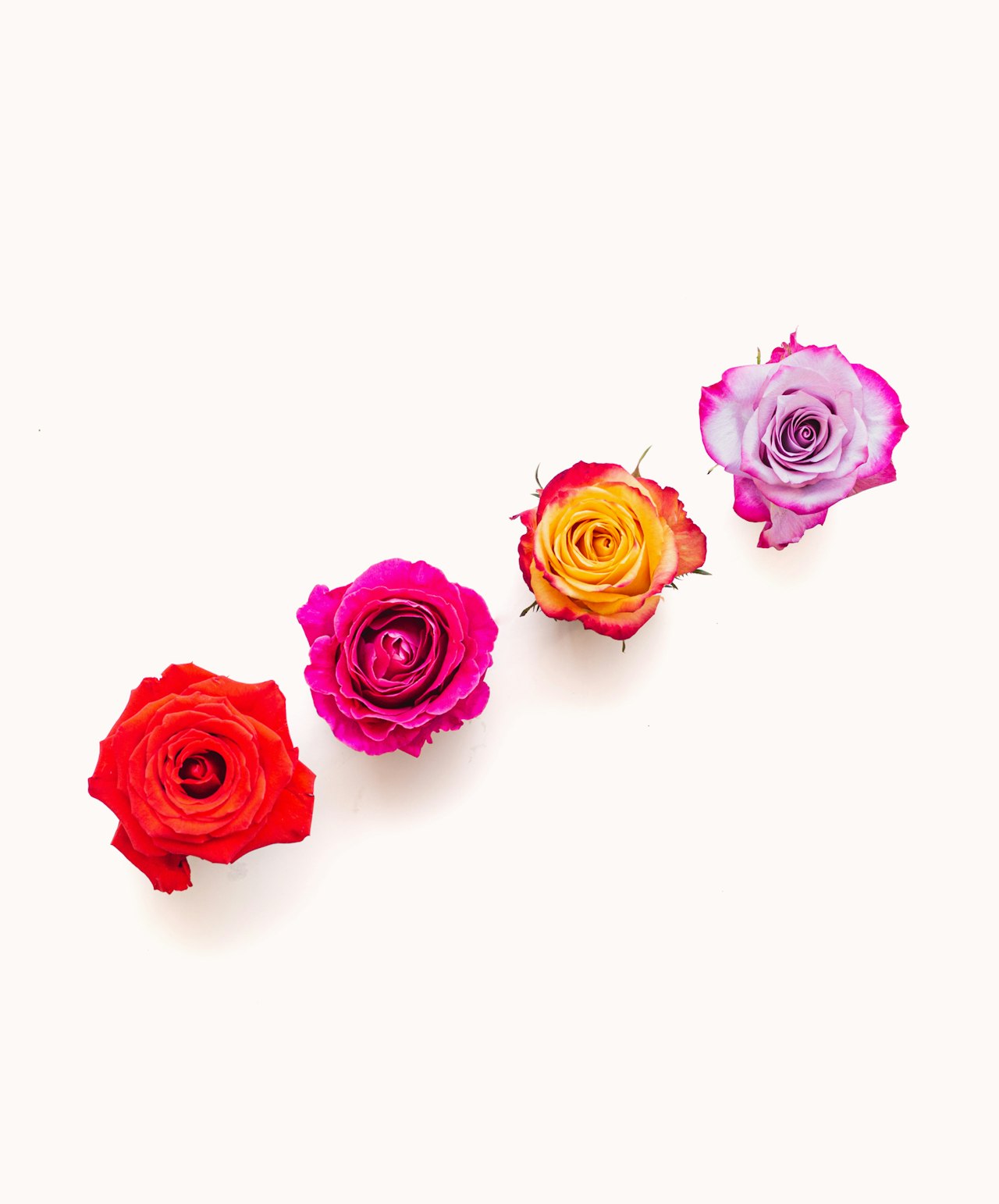 Vibrant roses in a row, featuring red, pink, yellow, and lavender blooms for a stunning display.