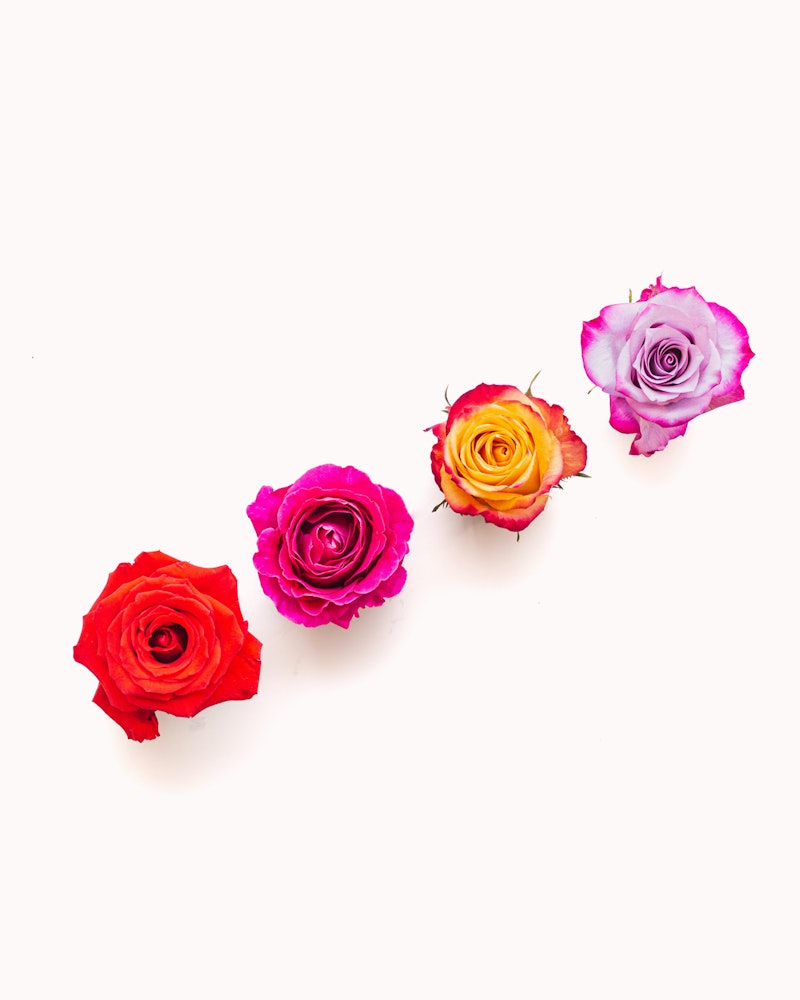 Four vibrant roses in red, magenta, yellow, and two-tone pink-purple, arranged diagonally on a pristine white background.