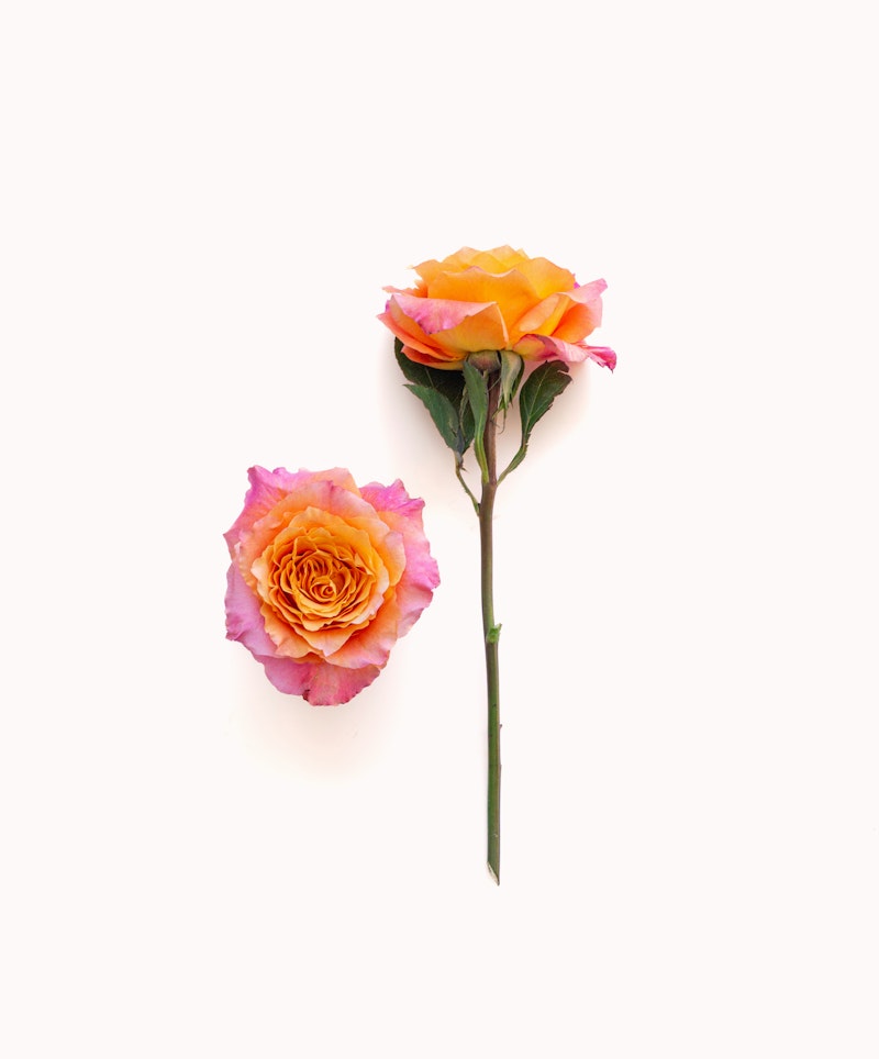 Vibrant pink and yellow roses with a singular stem and detached bloom against a white background, representing botanical beauty and simplicity.