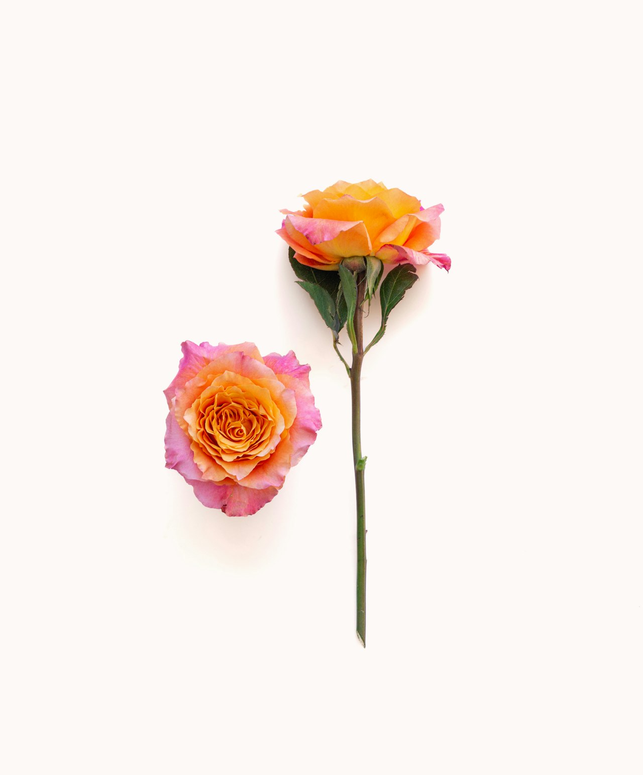 Vibrant orange and pink roses elegantly displayed against a clean background, perfect for decor.