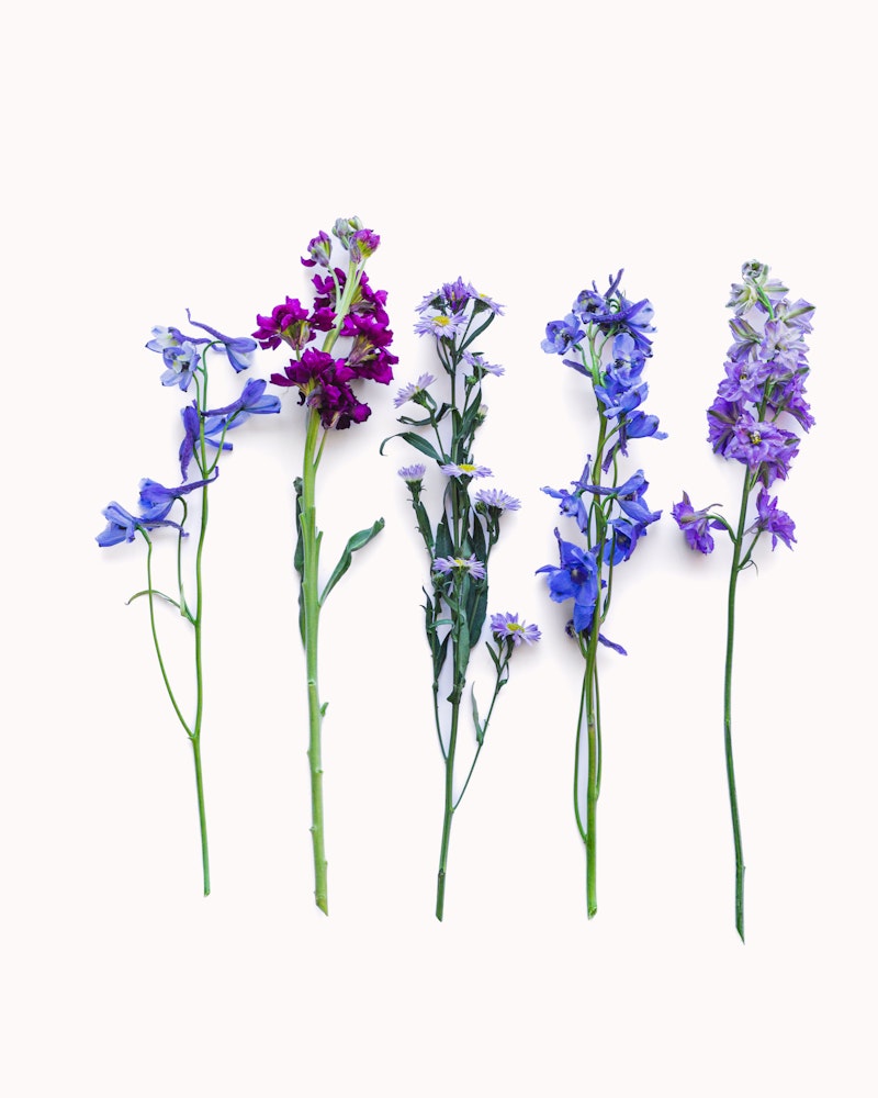 A collection of delicate wildflowers in shades of purple and blue, with long green stems, artistically arranged and isolated against a white background.