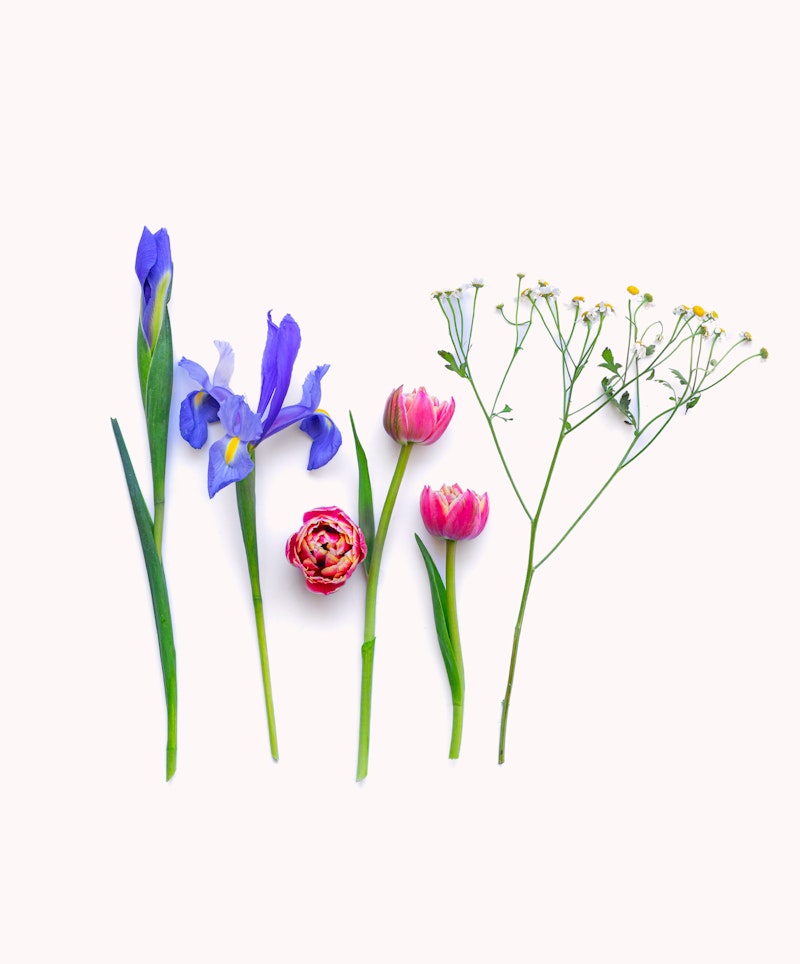 A flat lay assortment of colorful spring flowers, including blue irises, pink tulips, and chamomile on a white background, arranged in a spread out display.
